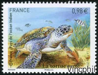 4903 ** Tortue verte